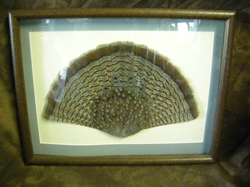 lot 26 image: Framed Fanned Grouse Tail