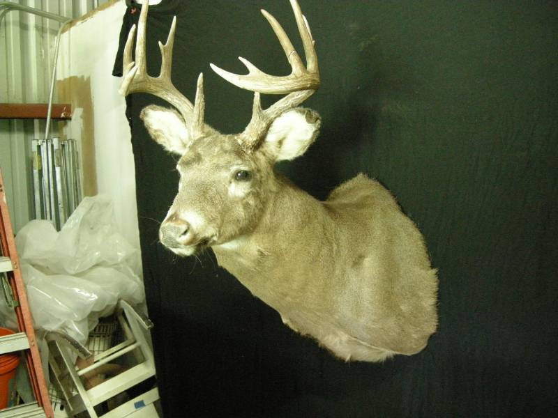 lot 3 image: Deer Mount