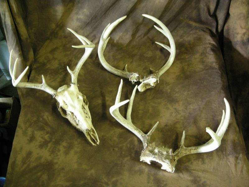 lot 126 image: 3 Sets Deer Antlers