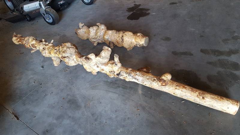 lot 84 image: Burls(4 pieces, 34 ft)