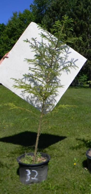 7 ft. Black Hills Spruce