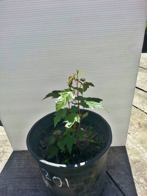 1 ft. Amur Maple