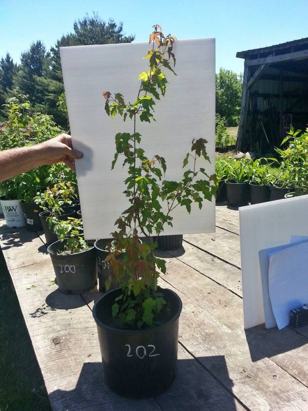 2.5 ft. Amur Maple