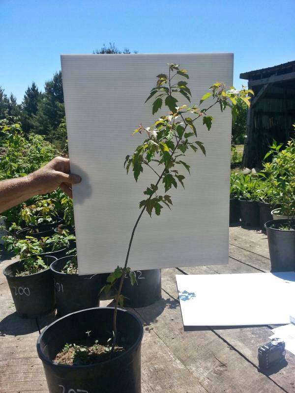 2.5 ft. Amur Maple