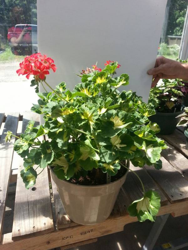 Geranium patio pot� -- Happy Thoughts