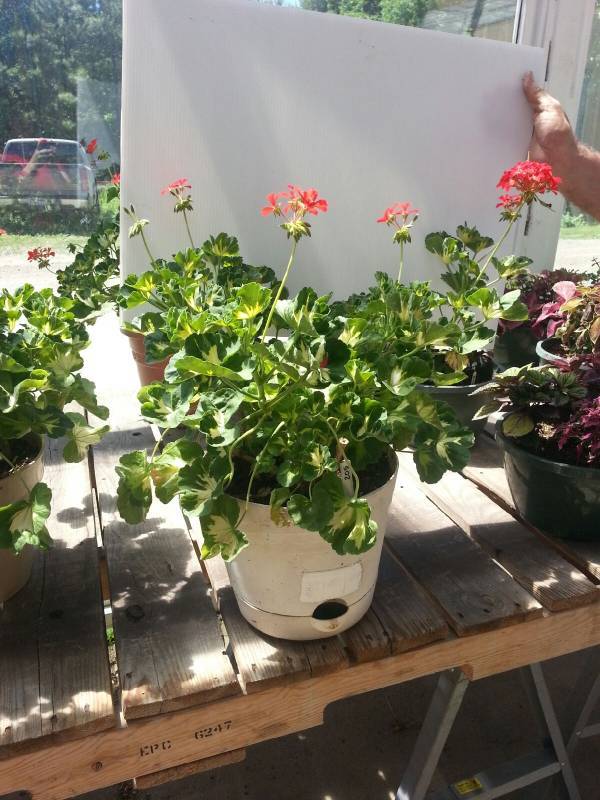Geranium patio pot--�Happy Thoughts