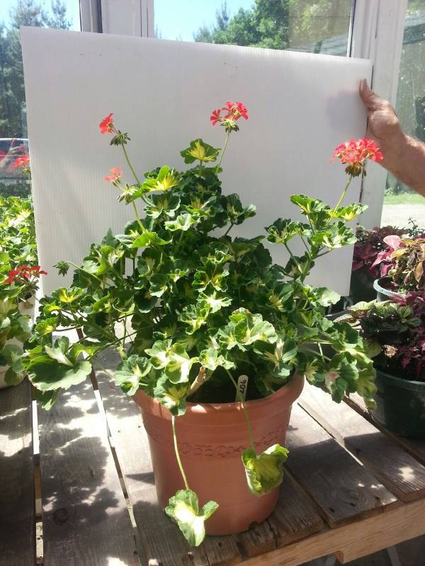 Geranium patio pot�--Happy Thoughts