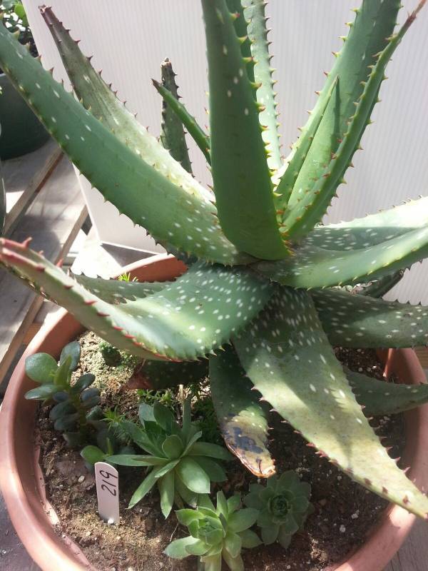 2 gallon Sedumsucculent bowl