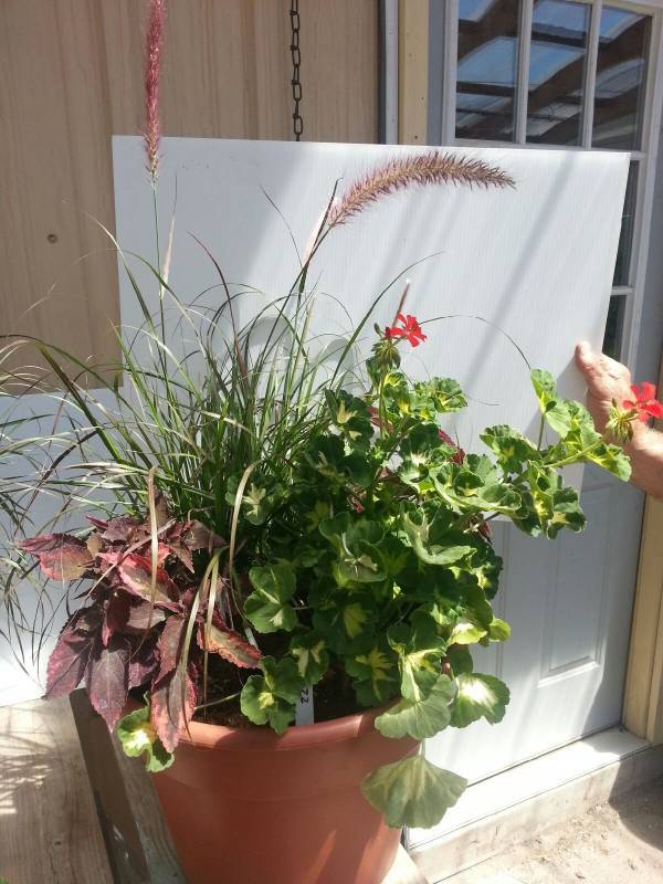Large Patio Pot