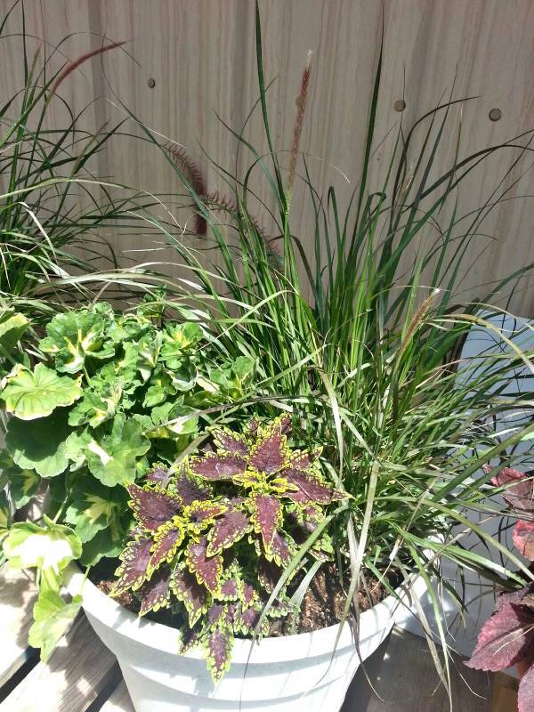 Large Patio Pot