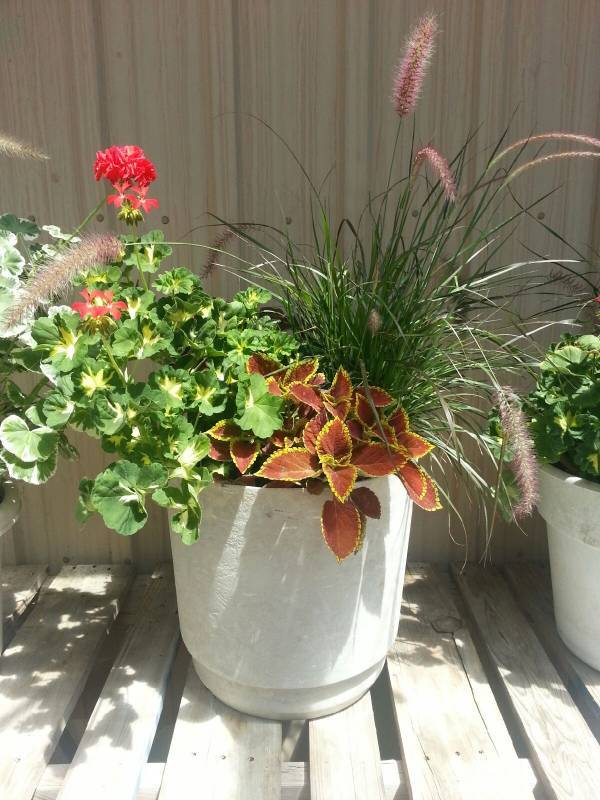 Large Patio Pot
