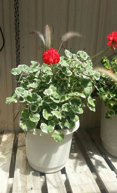 4 gallon patio pot