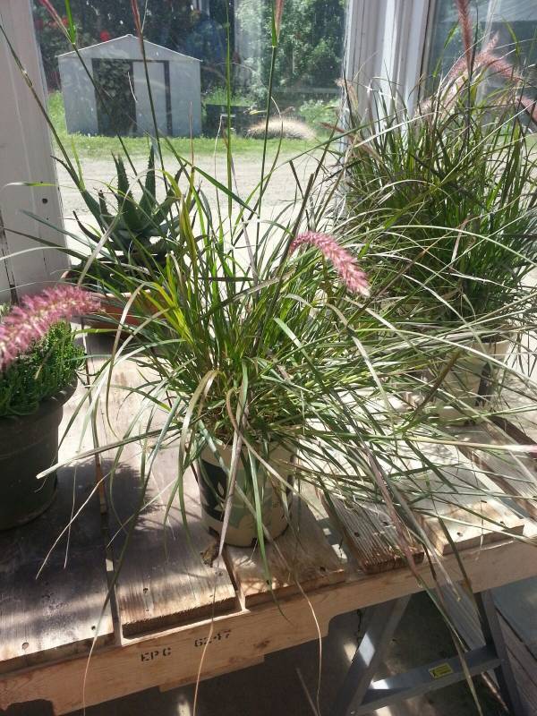 1 gallon Purple Fountain Grass