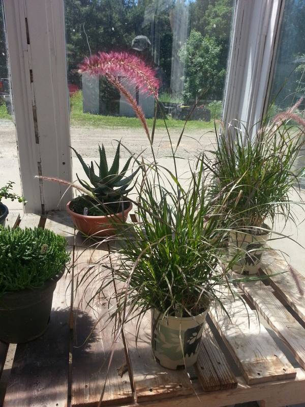 1 gallon Purple Fountain Grass