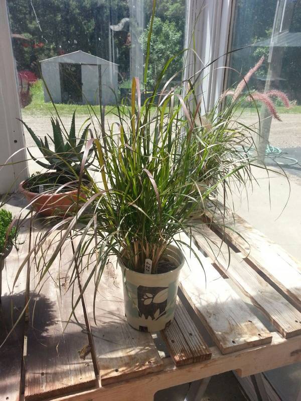 1 gallon Purple Fountain Grass