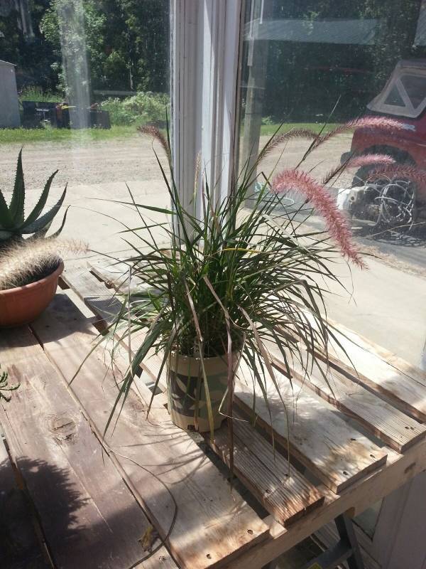 1 gallon Purple Fountain Grass