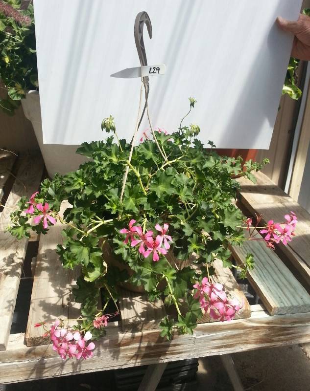 Cascade Sophie Alpine Ivy Geranium Hanging Basket