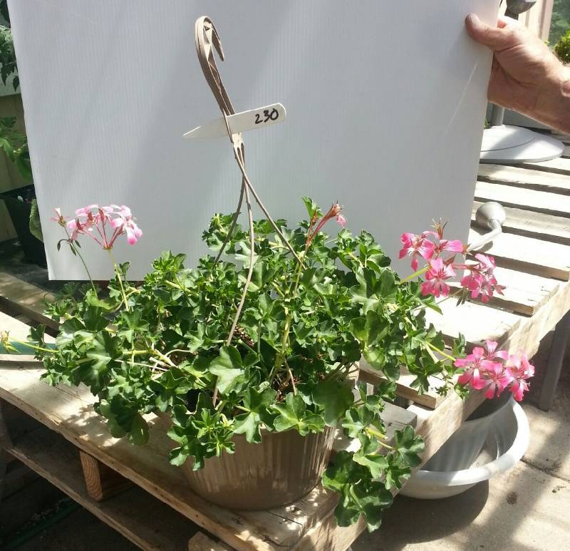 Cascade Acapulco Alpine Ivy Geranium Hanging Basket