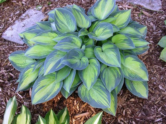 2 gallon Hosta, June