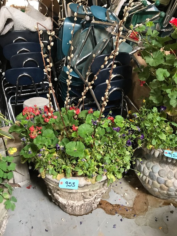 Cement planter