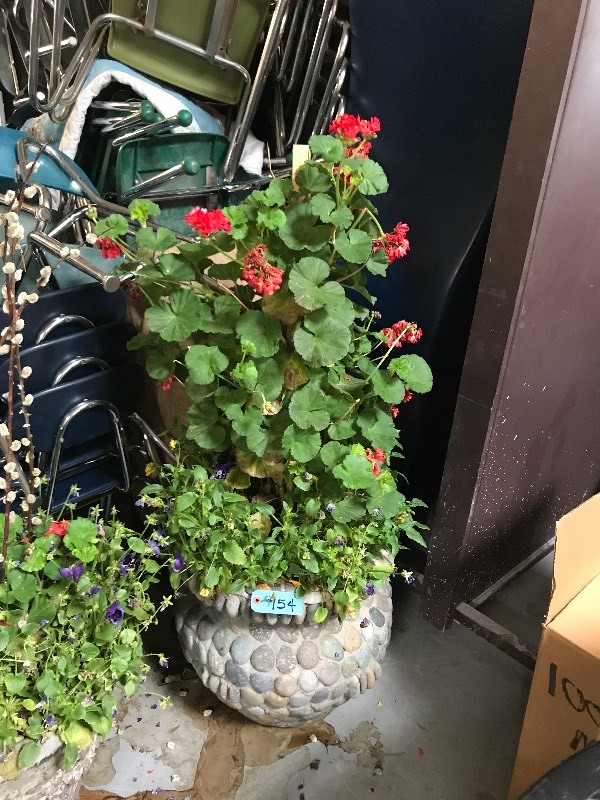 Cement planter
