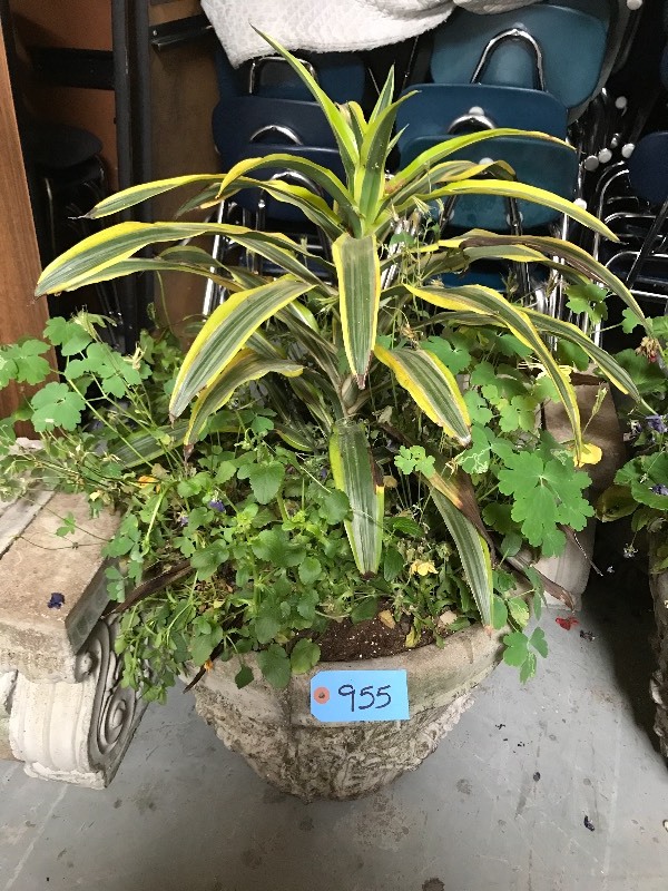 Concrete planter