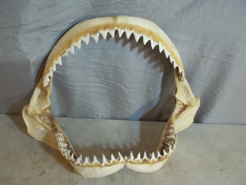lot 18 image: Animal Jaw with Teeth Shark
