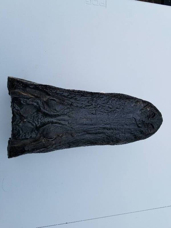 Alligator Head