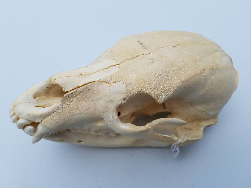 Black Bear Skull