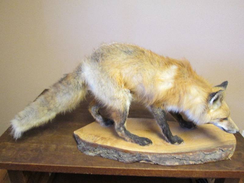 lot 7A image: Red Fox Mount