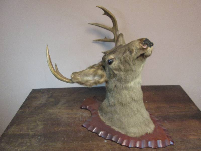 lot 246 image: 9 point Deer Mount