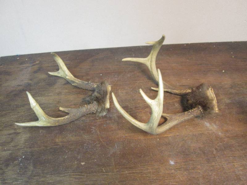 lot 247 image: 2-6 Point Buck Deer Antler Racks