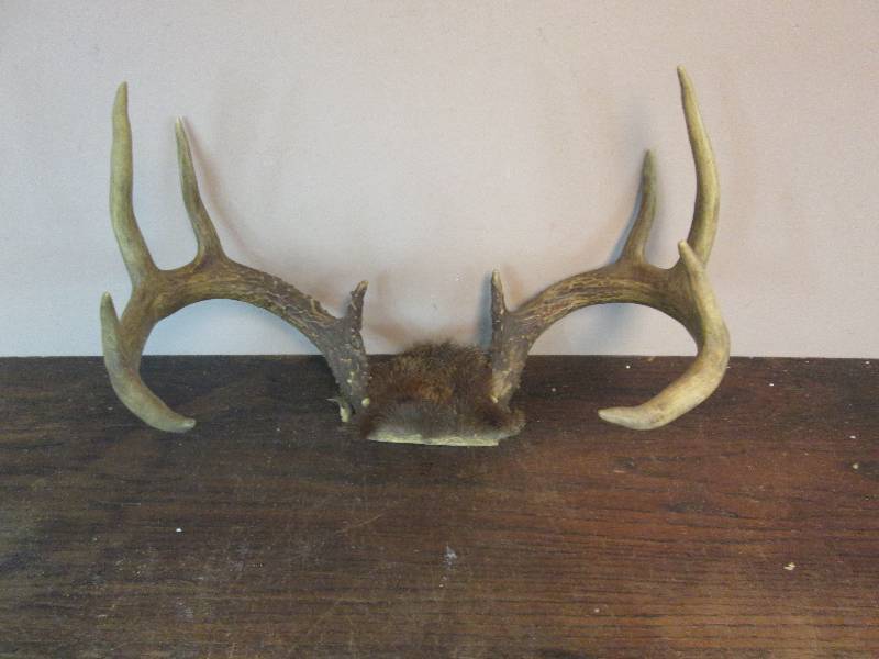 lot 248 image: 8 Point Buck Deer Antlers