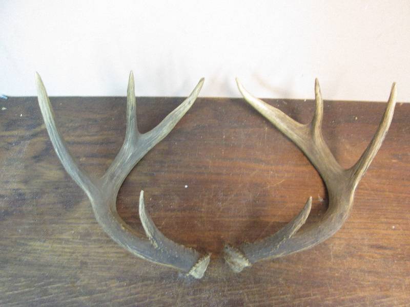 lot 249 image: 8 Point Buck Deer Antlers