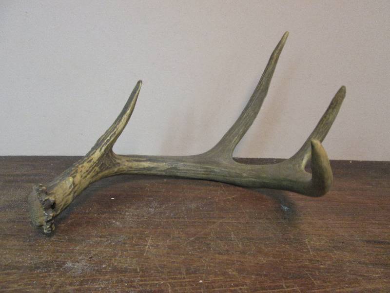 lot 250 image: Large 4 Point Deer Shed Antler