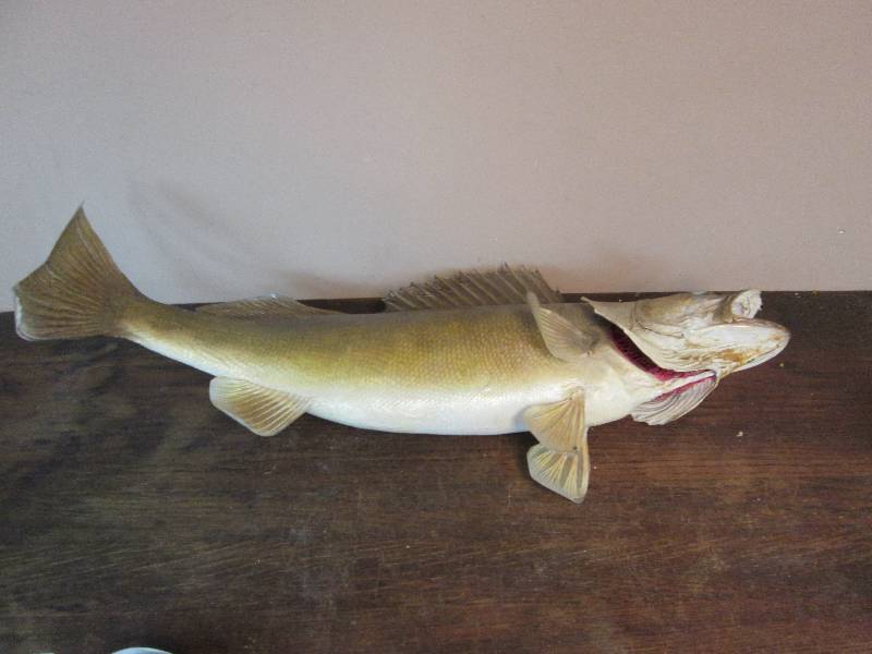 lot 254 image: Walleye Mount