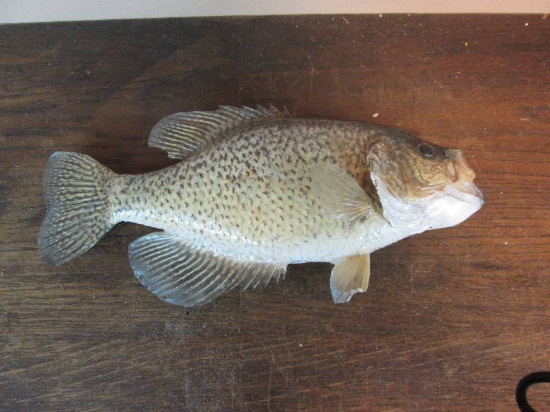 lot 255 image: Crappie Mount