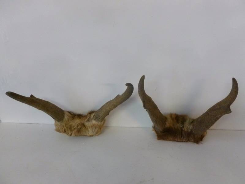 lot 80 image: Antelope Racks