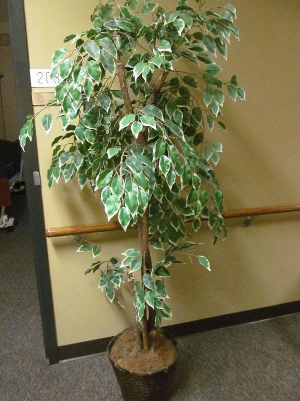 lot 357 image: tree