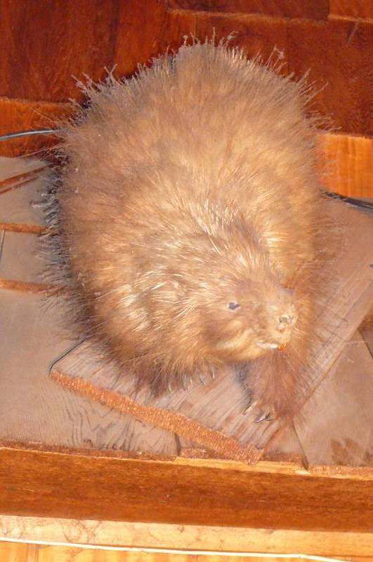 lot 255 image: porcupine