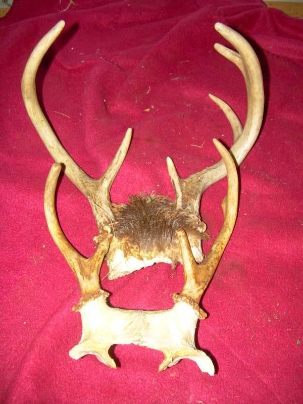 2 DEER RACKS