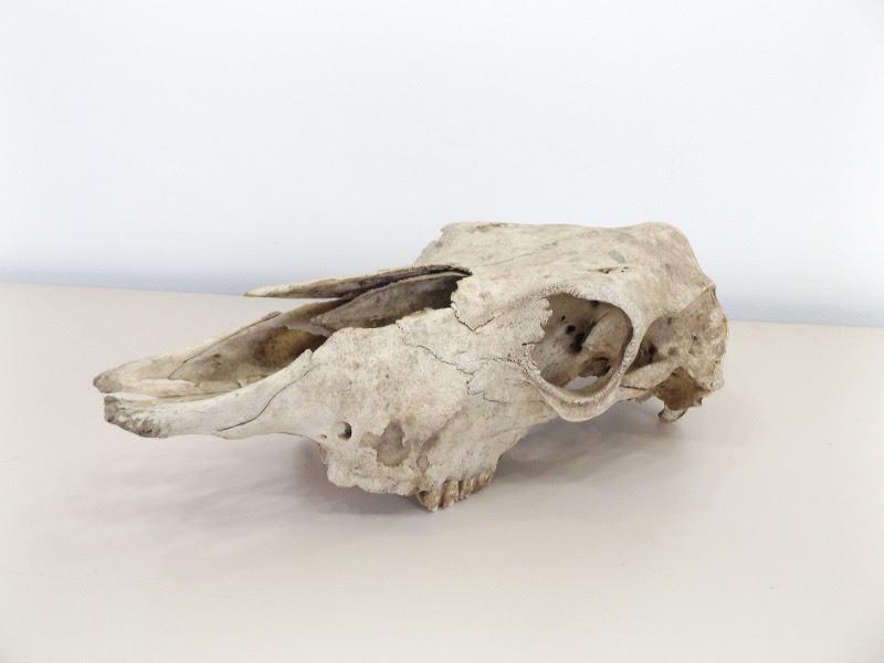 Large REAL Decorative Animal Skull