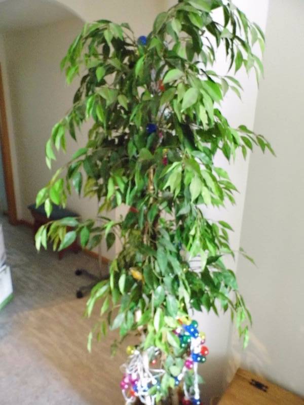 lot 44 image: Ficus Tree w Lights