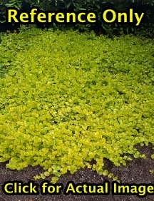 1 gallon Creeping Jenny--perennial groundcover