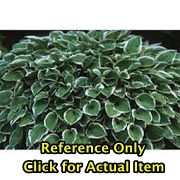 2 gallon Hosta Diamond Tiara