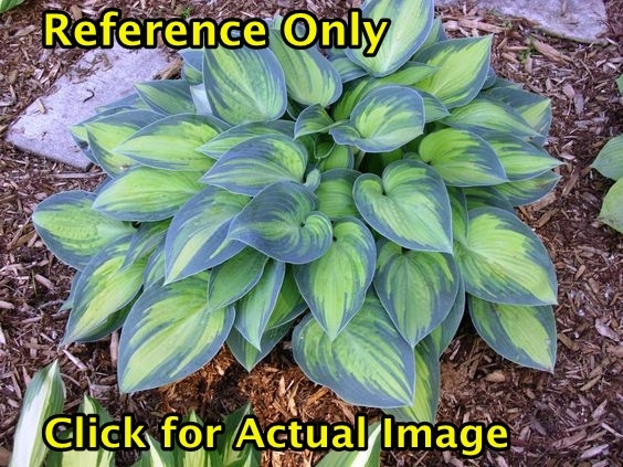 2 gallon Hosta June