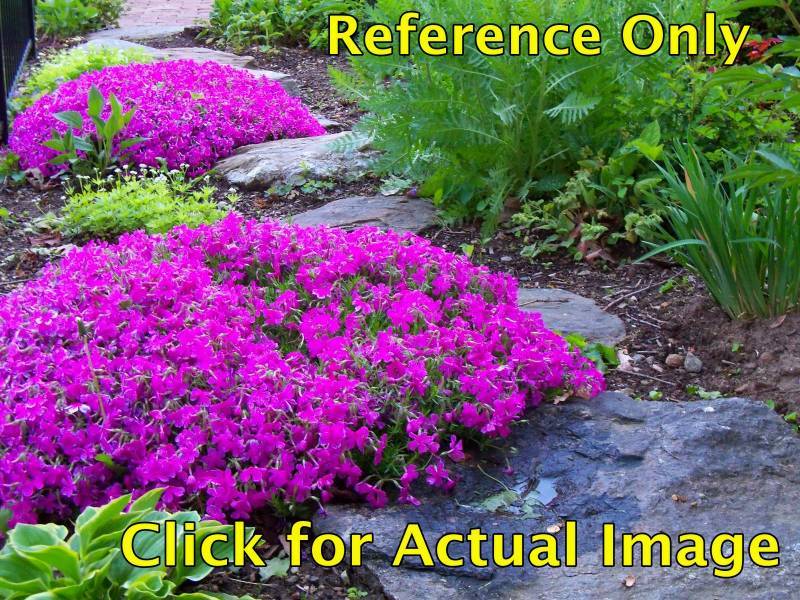 1.5 gallon Creeping Phlox, bright pink