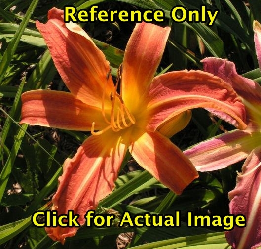 1.5 gallon Daylily�Pink