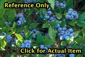 4 ft. Blueberry