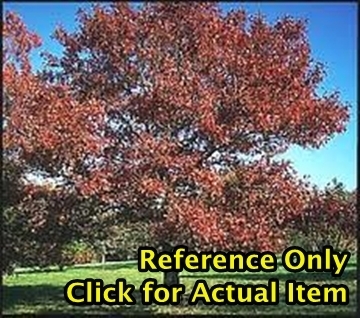 2 gallon Red Oak